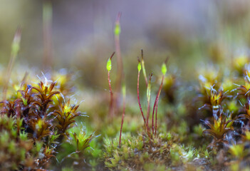 Macro photo of moss with spore capsules on thin stalks