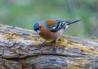 A chaffinch bird on a blurred natural background, resting on a tree log