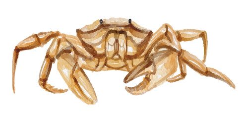 Hand painted watercolor crab isolated