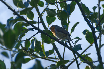 European robin (Erithacus rubecula) sitting on a tree branch in Zurich, Switzerland