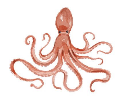 Hand painted watercolor octopus isolated