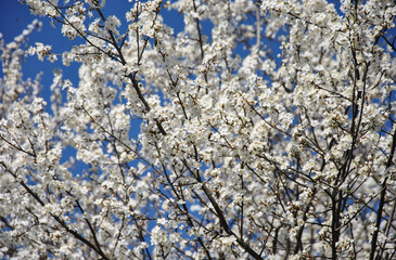 beautiful spring background of white plum blossoms