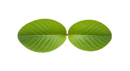 Guava Leaves Close-up on Transparent Background Botanical Study Organic Texture