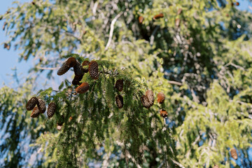 Brown cones hang from green spruce branches in the forest