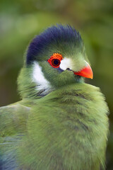 White-cheeked turaco (Menelikornis leucotis), portrait on a light blue background.