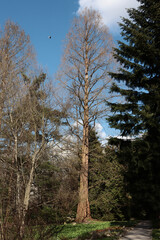various trees at spring in park
