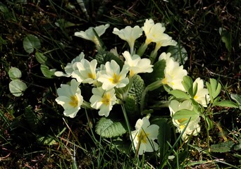pretty yellow flowers of primrose - Primula at spring