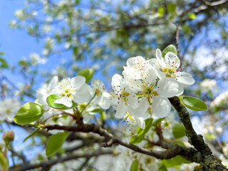 spring, blossoming of a tree