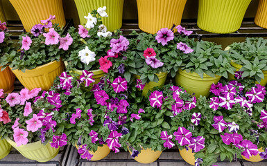  potted petunias in various shades of pink, purple, and white, arranged on a tiered stand with yellow and lime green planters.