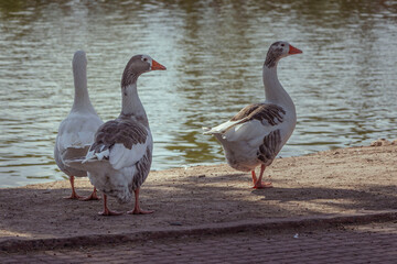 Ducks in Palermo
