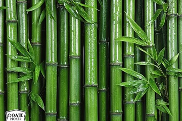 Fototapeta premium Fresh green bamboo stalks with leaves growing in lush tropical forest, nature background
