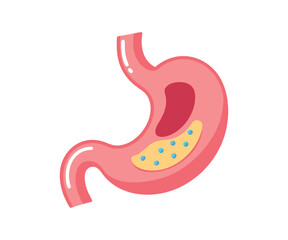 Fototapeta premium Human Stomach Anatomy and Digestion