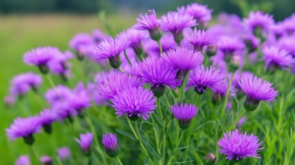 Obraz premium Cluster of vivid purple flowers in natural setting. Ideal for spring, gardening, and floral-focused visuals.