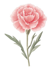 카네이션 어버이날 꽃