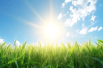 Sunny field of young wheat