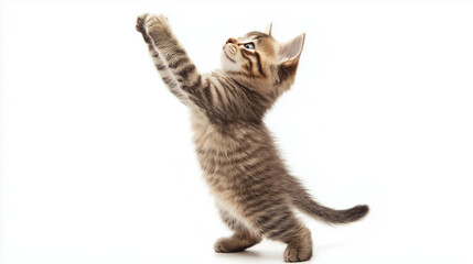 cat on a white background