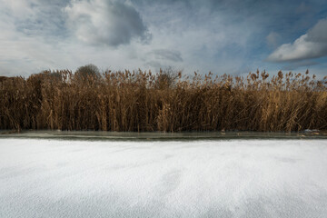 Frozen pond near the reeds