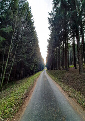 Forest asphalt road through the forest in autumn