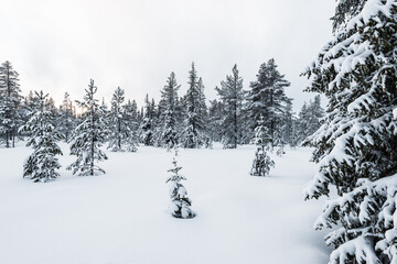 Exploring a serene winter forest in Sweden blanketed by fresh snowfall during a quiet afternoon
