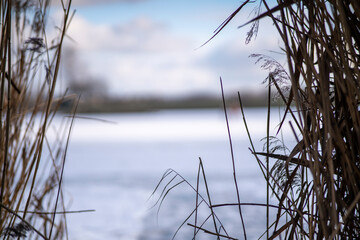Frozen pond near the reeds