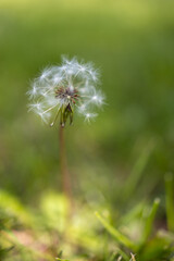 A close-up of a dandelion (Taraxacum officinale) seed head, some seeds already dispersed, in a field.