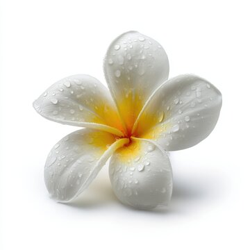 Single White Plumeria Flower with Dew Drops Soft Petals, Floral Beauty