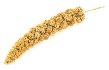 Twig of Senegal millet isolated on a white background. Yellow millet.