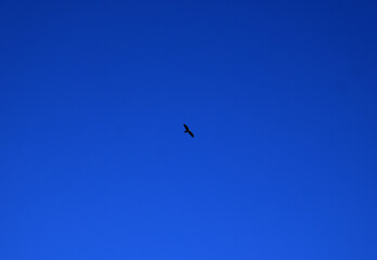 A samsan bird flies in the sky, creating a dynamic scene against the blue sky.