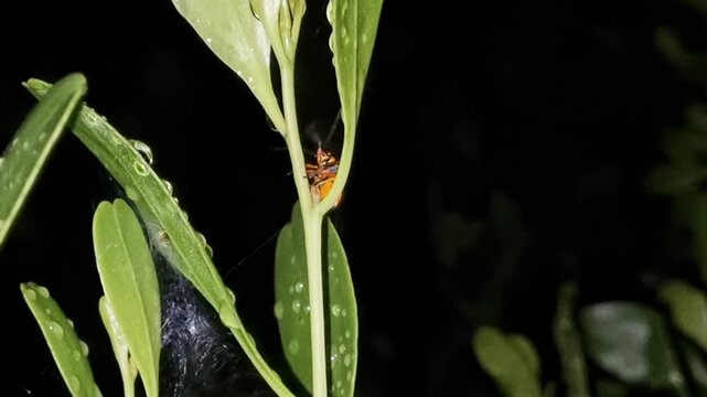 Beautiful brilliantly colored of bugs on leaf with a black background at night. Jewel bug (Chrysocoris stollii) is a common bug