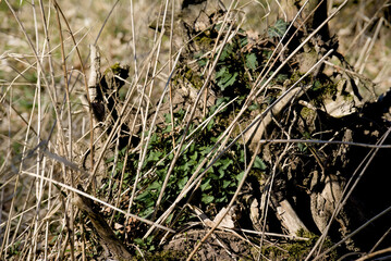 Young nettles grow from an old stump, symbolizing the rebirth of nature.