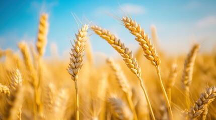Fototapeta premium Beautiful field of ripe wheat of golden color against blurred background of blue sky.