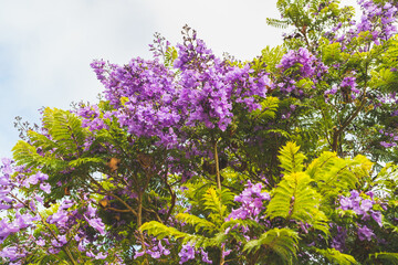 Beautiful flowering Jacaranda tree. Blue-violet flowers and fern-like foliage close-up with a...