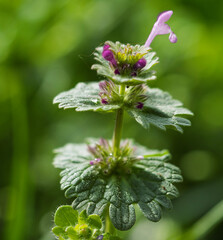 The subtle beauty of Henbit Deadnettle (Lamium amplexicaule), a familiar sight in the Romanian landscape during early spring. The plant's softly hairy, rounded leaves with scalloped edges.