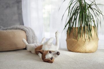 A Jack Russell Terrier lies upside down near its pet bed, stretching comfortably on the rug.
