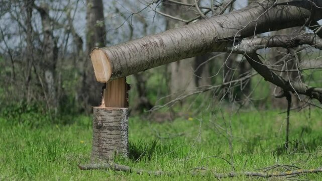 Fallen Tree Trunk Resting on Stump in Forest Natural Landscape