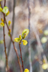 Salix discolor, the American pussy willow or glaucous willow