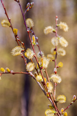 The American pussy willow or glaucous willow