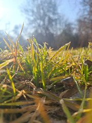 background with grass in the sun rays close up
