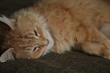 Maine coon red orange cat sleepy comfort lying on the brown sofa. Cute pet relaxing and enjoying with beauty eyes. Closeup emotion portrait in home interior in daylight. Natural real colors