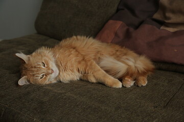 Maine coon red orange cat sleepy comfort lying on the brown sofa. Cute pet relaxing and enjoying with beauty eyes. Closeup emotion portrait in home interior in daylight. Natural real colors