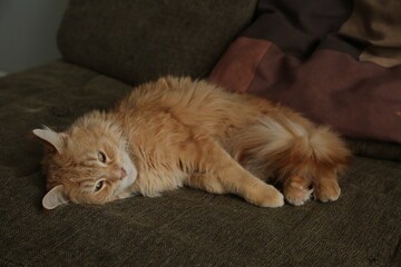 Obraz premium Maine coon red orange cat sleepy comfort lying on the brown sofa. Cute pet relaxing and enjoying with beauty eyes. Closeup emotion portrait in home interior in daylight. Natural real colors