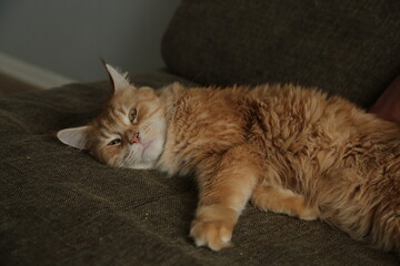 Maine coon red orange cat sleepy comfort lying on the brown sofa. Cute pet relaxing and looking in camera her beauty eyes. Closeup emotion portrait in home in day light. Natural real untouched colors