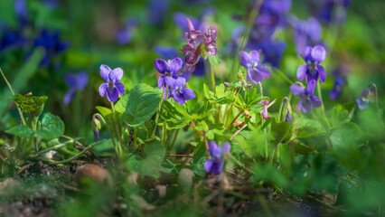 grass meadow with spring flowers in sunshine day in close-up view