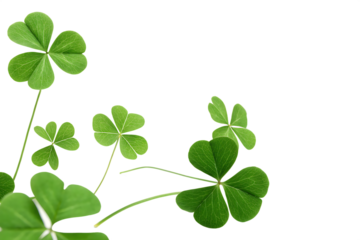 3d rendered flying leaf clovers isolated on white background, PNG