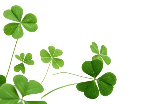 3d rendered flying leaf clovers isolated on white background, PNG