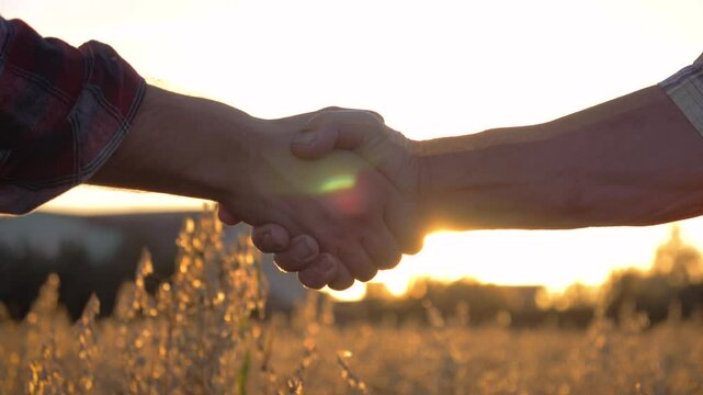 Experienced farmers sealing harvest partnership with firm handshake in golden wheat field. Warm sunset glow illuminating collaborative agricultural achievement. Success of the deal in the rural field