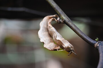 Dry Lablab purpureus pods. It is a species of bean in the family Fabaceae. Its other names lablab bean, bonavist bean pea, dolichos bean, seim, lablab, Egyptian kidney bean and Indian bean.