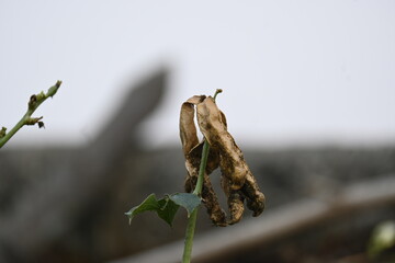 Dry Lablab purpureus pods. It is a species of bean in the family Fabaceae. Its other names lablab bean, bonavist bean pea, dolichos bean, seim, lablab, Egyptian kidney bean and Indian bean.