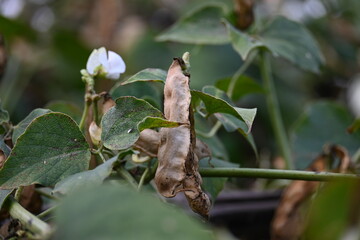 Dry Lablab purpureus pods. It is a species of bean in the family Fabaceae. Its other names lablab bean, bonavist bean pea, dolichos bean, seim, lablab, Egyptian kidney bean and Indian bean.