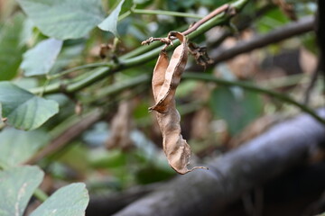 Dry Lablab purpureus pods. It is a species of bean in the family Fabaceae. Its other names lablab bean, bonavist bean pea, dolichos bean, seim, lablab, Egyptian kidney bean and Indian bean.